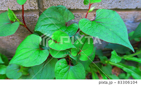 ドクダミの葉の風景 83306104
