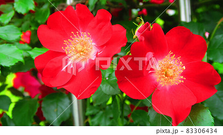 つるバラ（カクテル）の花 83306434