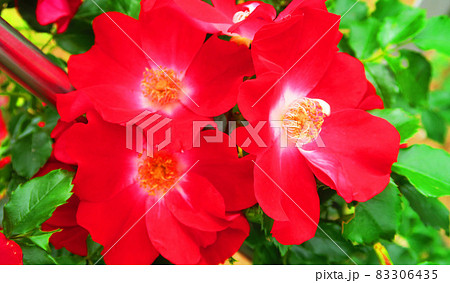 つるバラ(カクテル)の花 つるバラ(カクテル)の花 83306435