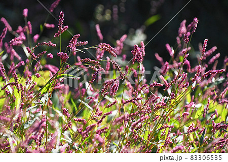 イヌタデ(犬蓼) イヌタデ(犬蓼) 83306535