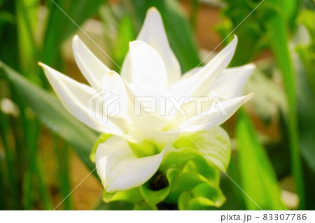 クルクマ　ホワイト　アップ 83307786