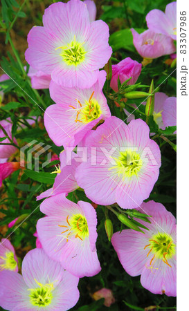 ヒルザキツキミソウの花のある風景 83307986