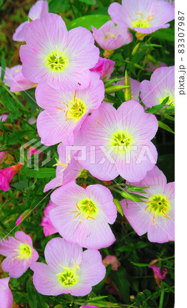 ヒルザキツキミソウの花のある風景 83307987