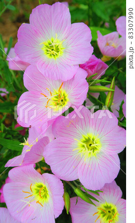 ヒルザキツキミソウの花のある風景 83307990