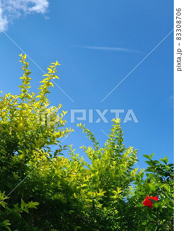 明るい空 83308706