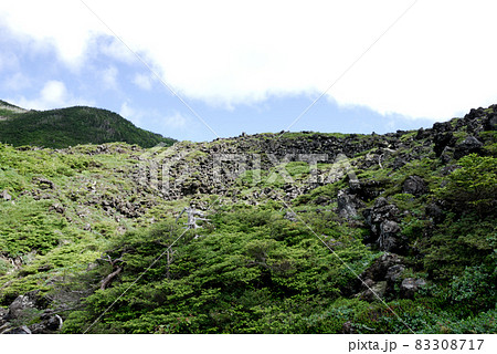 溶岩台地の北八ヶ岳坪庭自然園 溶岩台地の北八ヶ岳坪庭自然園 83308717