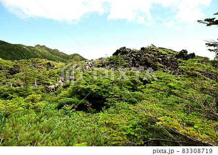 溶岩台地の北八ヶ岳坪庭自然園 溶岩台地の北八ヶ岳坪庭自然園 83308719