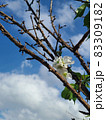 早咲きの桜の花 83309182