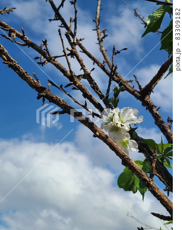 早咲きの桜の花 早咲きの桜の花 83309182