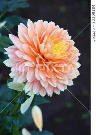 雨上がりに咲くピンクのダリアの花 83309184