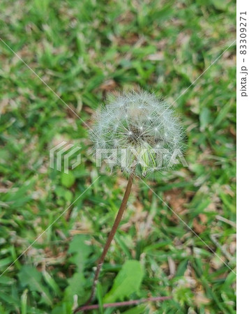 タンポポの綿毛 83309271