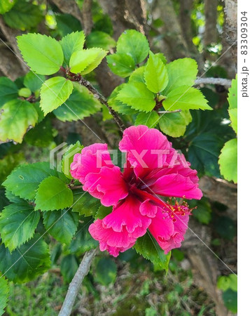 ハイビスカスの花 83309304