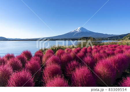 【山梨県】富士山とコキア 83309554