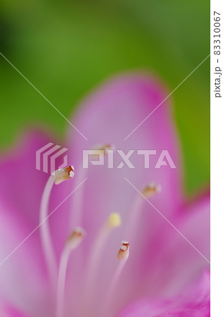 ツツジのめしべ 83310067