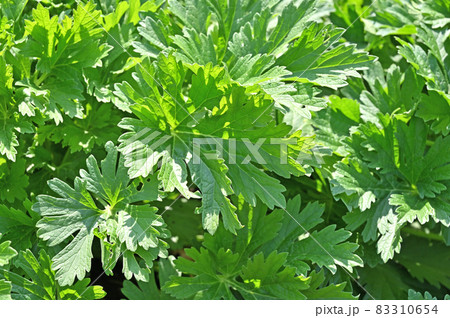 植物：メハジキ　シソ科 83310654