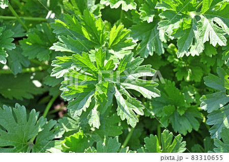 植物:メハジキ シソ科 植物:メハジキ シソ科 83310655