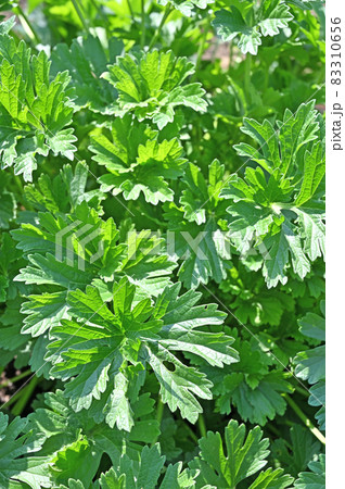 植物：メハジキ　シソ科 83310656