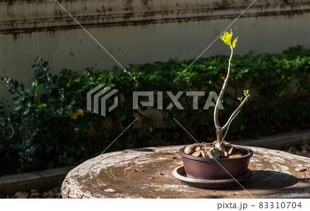 Adenium obesum or desert rose flower in a ceramic pot. Adenium obesum or desert rose flower in a ceramic pot. 83310704