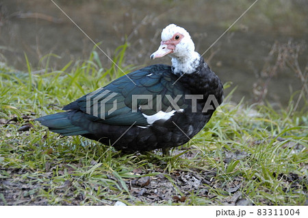 バリケン 83311004