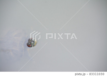 水面から顔を出しているカメ 83311030