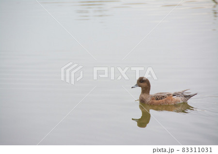 池をゆったりと泳ぐ水鳥 83311031