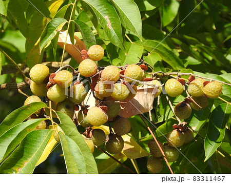 ムクロジの実 83311467