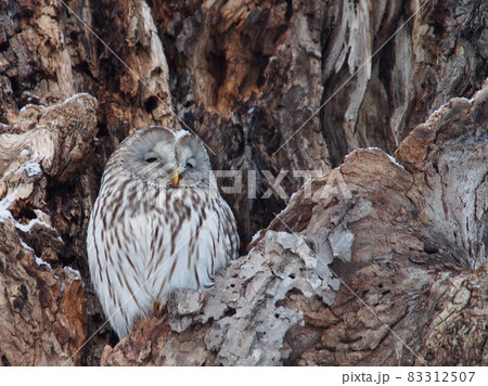野鳥　エゾフクロウ　冬のフクロウ 83312507