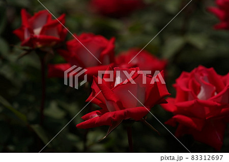 満開の赤薔薇 Love 83312697