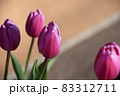 チューリップ 83312711