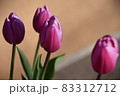 チューリップ 83312712