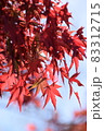 紅葉 83312715
