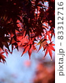 紅葉 83312716