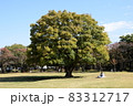 この木なんの木 83312717