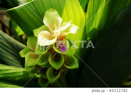 クルクマ ベビーフラワー クルクマ ベビーフラワー 83312782