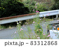 道路脇に自生するコスモスの花（ピンク） 83312868