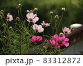 柔らかな光に包まれたコスモスの花（ピンク） 83312872