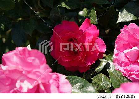 満開の赤薔薇 Manou Meilland 満開の赤薔薇 Manou Meilland 83312988