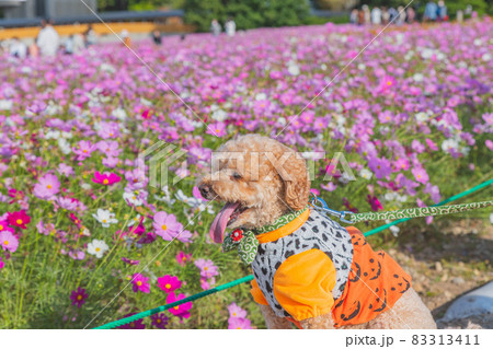 コスモスと犬 コスモスと犬 83313411