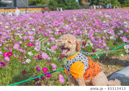 コスモスと犬 83313413