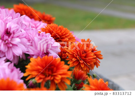 菊 花 植物 83313712