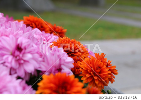 菊 花 植物 83313716