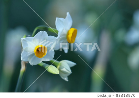 香り漂う冬の花 香り漂う冬の花 83313970