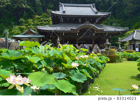 梅雨時に京都府宇治市三室戸寺のハスの花から本堂を望むの写真素材