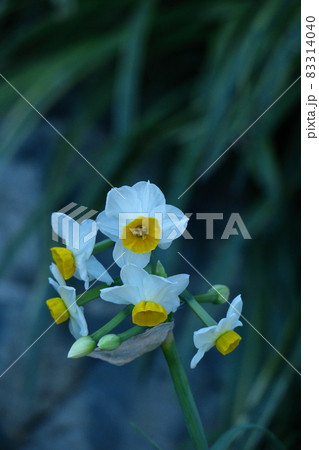 香り漂う冬の花 香り漂う冬の花 83314040