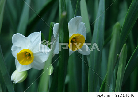 香り漂う冬の花 香り漂う冬の花 83314046