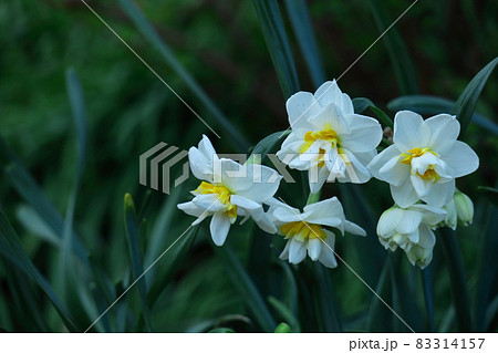 香り漂う冬の花 香り漂う冬の花 83314157