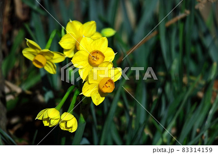 香り漂う冬の花 香り漂う冬の花 83314159