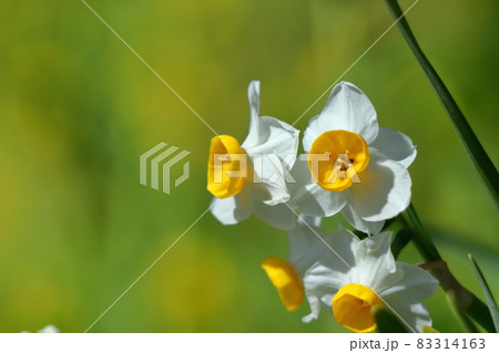 香り漂う冬の花 83314163