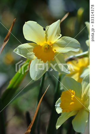 香り漂う冬の花 香り漂う冬の花 83314378