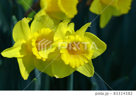 香り漂う冬の花 香り漂う冬の花 83314382